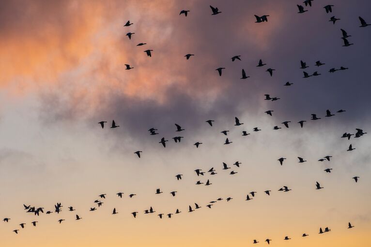 Fugler på himmelen