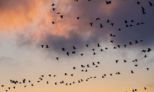 Flokk fugler i luften
