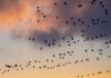 Flokk fugler i luften