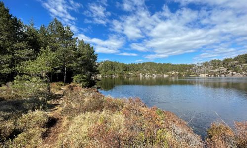 Bildet viser et naturskjønt område ved en innsjø omgitt av skog. En smal sti går langs kanten av innsjøen, omgitt av lav vegetasjon og lyng i ulike brun- og grønnfarger. På venstre side står høye, grønne furutrær som gir skogen et frodig preg. I bakgrunnen ser vi skogkledde åser og steinformasjoner som speiler seg i det rolige vannet. Himmelen er blå med lette skyer, noe som skaper en frisk og solrik atmosfære, ideell for friluftsliv og turgåing.